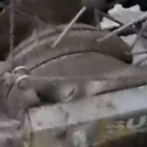 اگزوز موتورسیکلت برند اکراپوویچ اصلی