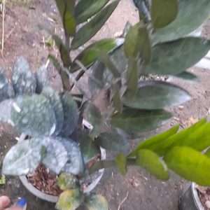 زاموفیلیا بلک کیفیت f1